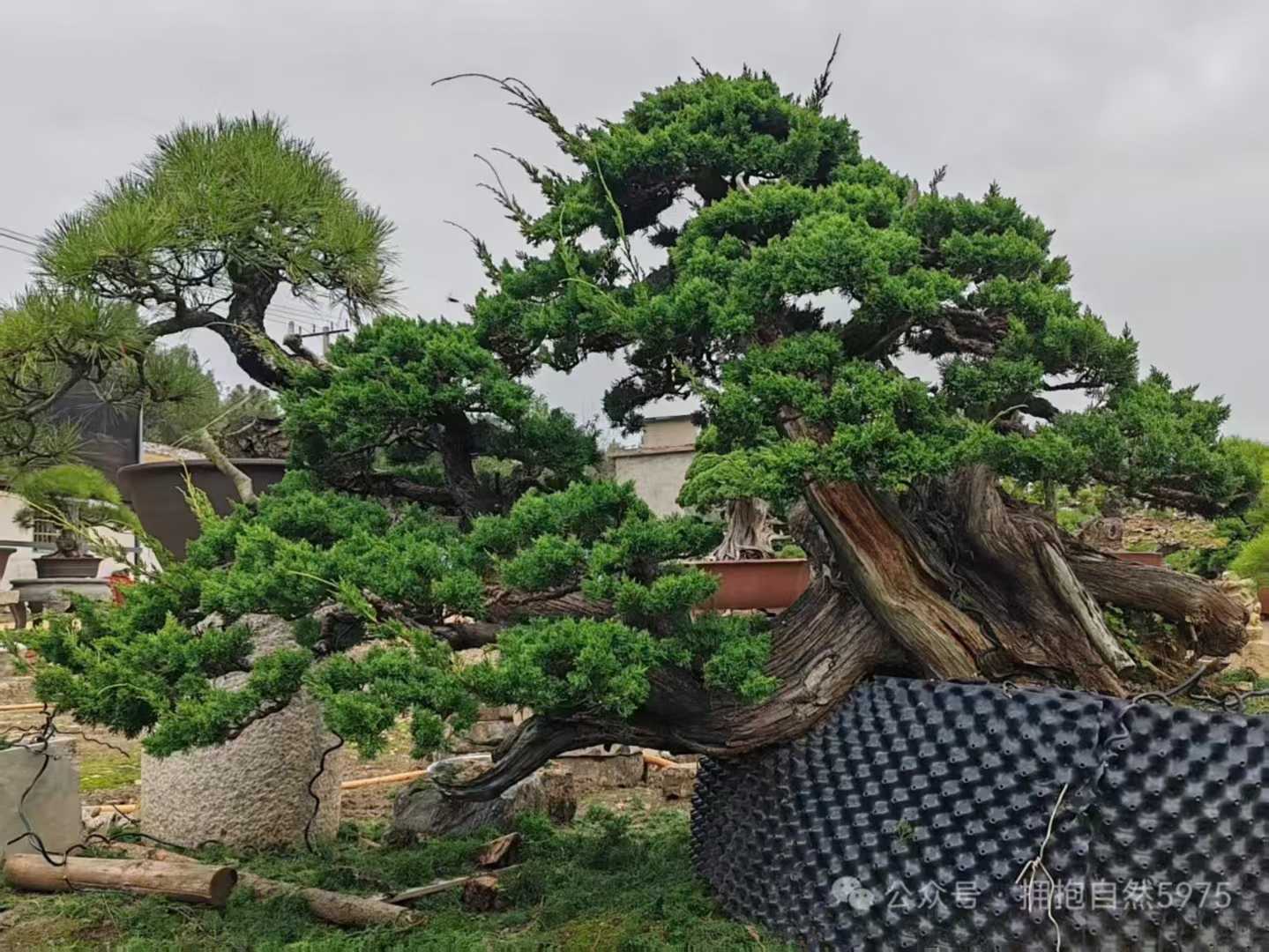 微信图片_2025-09-27_090045_976.jpg