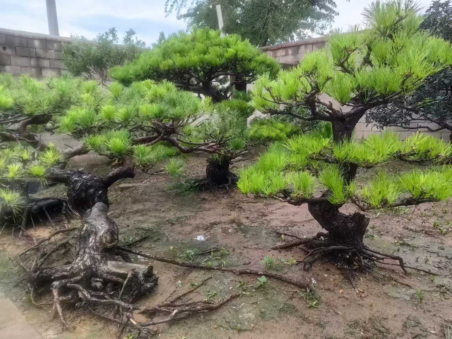 微信图片_2025-09-27_091149_328.jpg